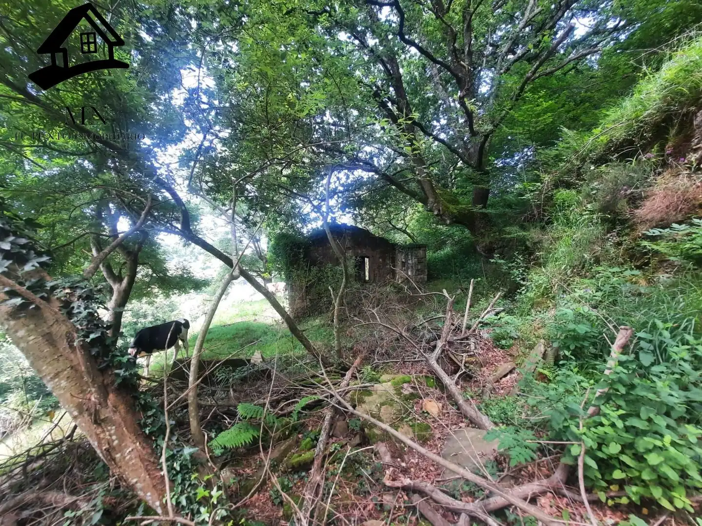 Country homes for sale in Selaya