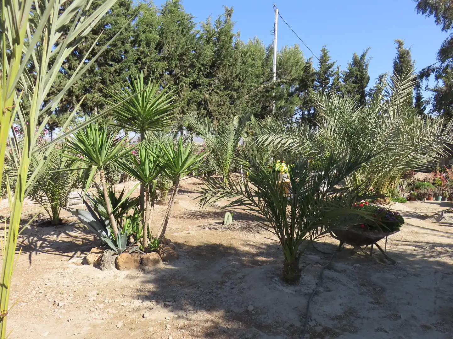 Jardín de Finca rústica en venta en Murcia con Jardín privado, Terraza y Trastero
