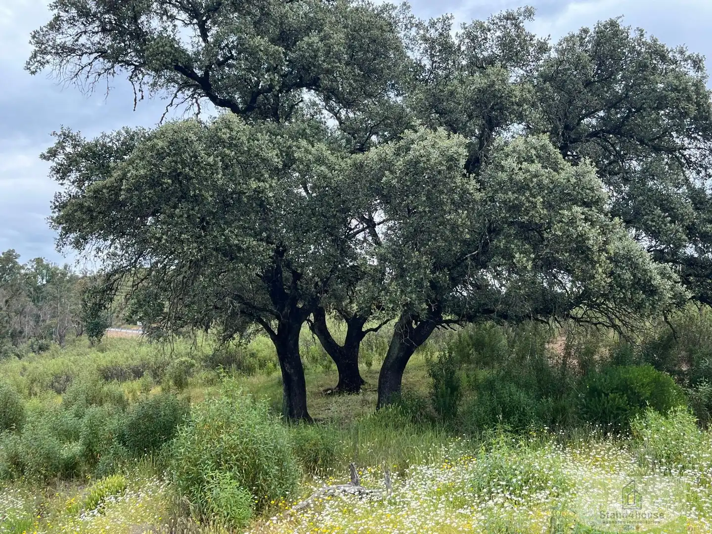 Finca rústica en venta en Berrocal