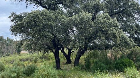 BerrocalFinca Rustica, imagen 3