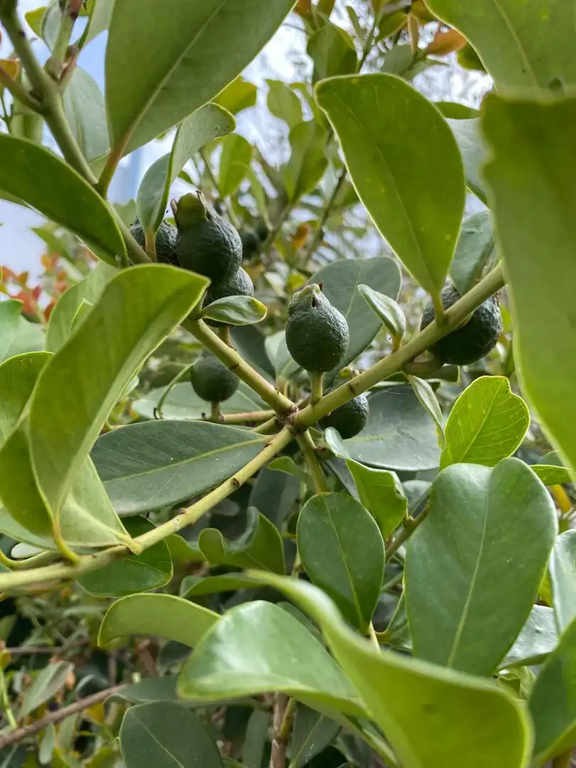 Jardí de Casa o xalet en venda en Buenavista del Norte