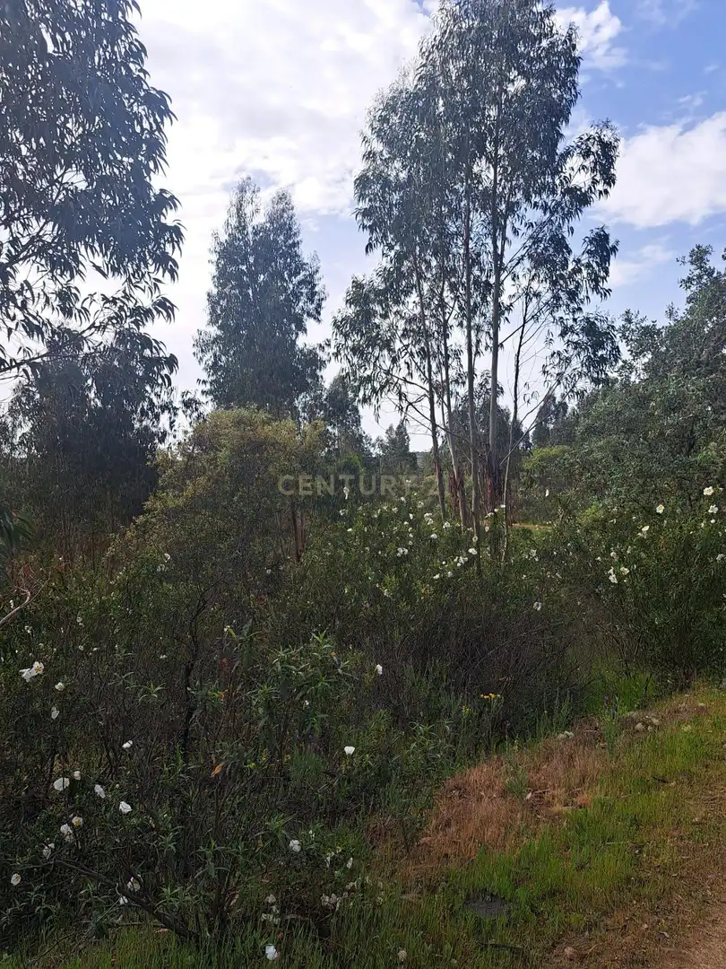 Terreno en venta en Herrera de Alcántara