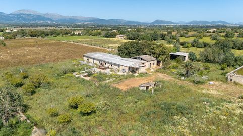 Mehrere Grundstücke mit Traumblick bei Llubí  Ideale Fläche für Neubauprojekte auf Mallorca, Obj. 9673, imatge 4