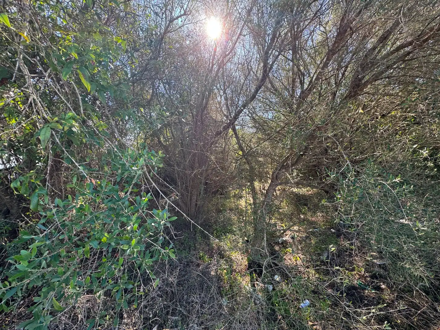 Wohnbaugrundstück zum Verkauf in Sa Pobla, imagen 12