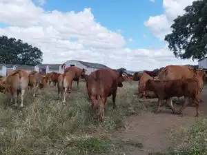 Terreni e lotti in vendita a Norte, imagen 24