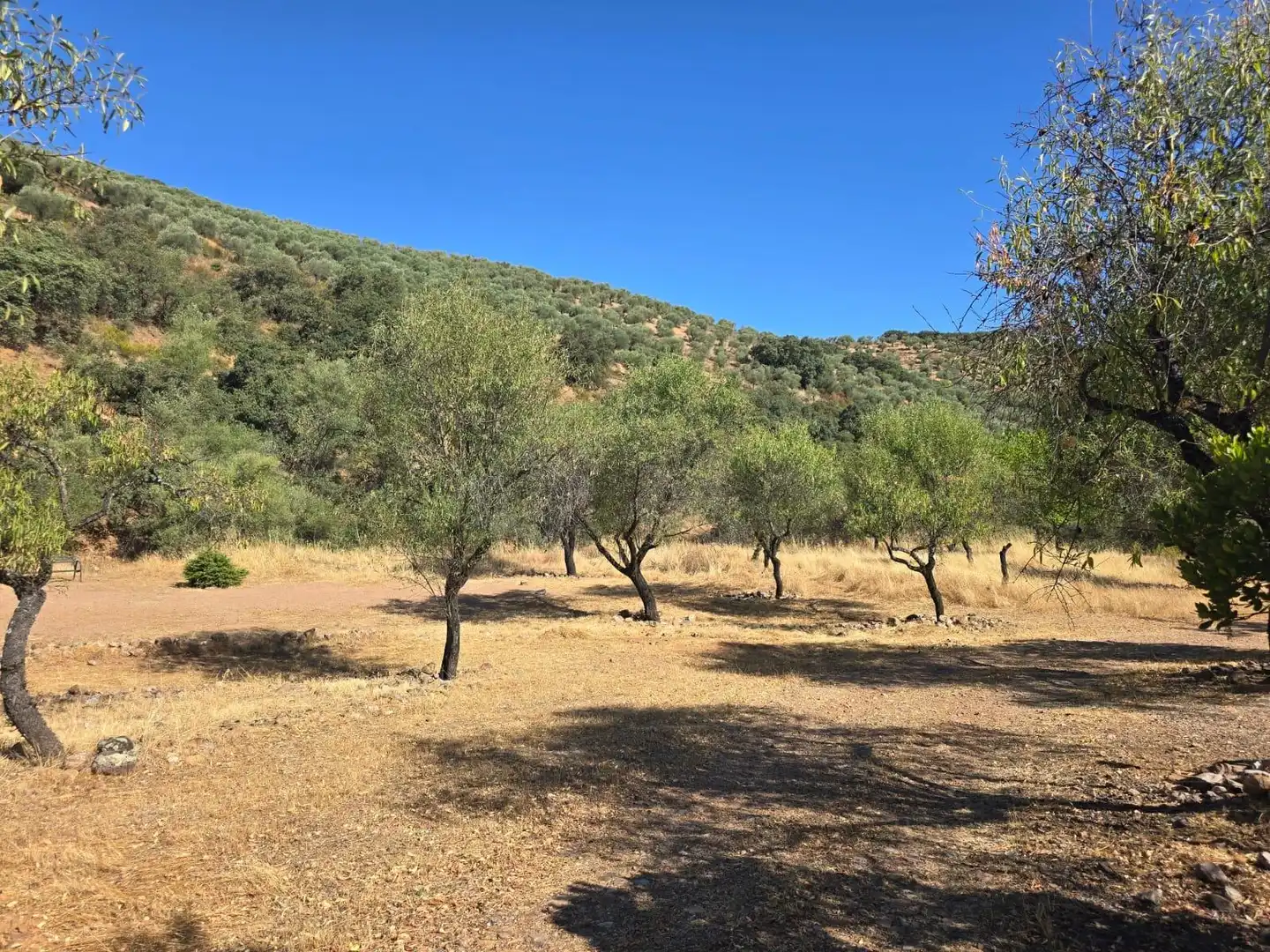 Finca rústica en venda a Belvís de la Jara