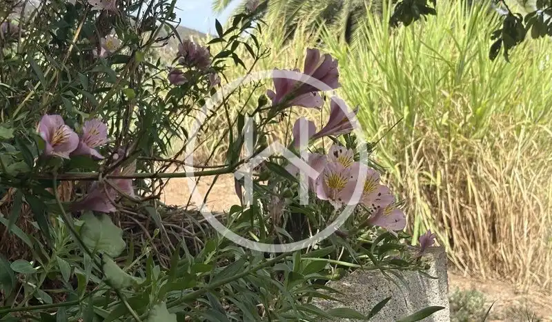 Garden of Houses for sale in Tegueste  with Private garden, Terrace and Furnished