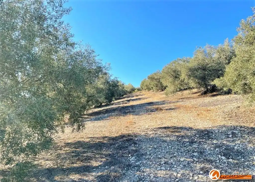 Land for sale in Villanueva del Rosario