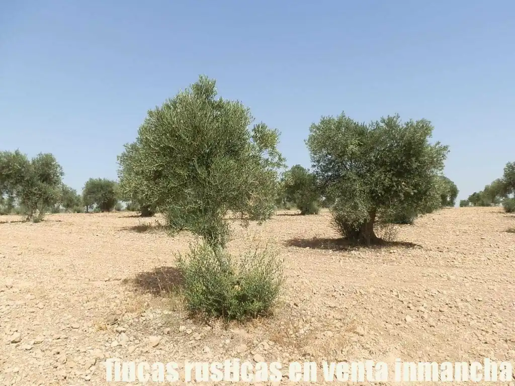Terreni e lotti in vendita a Mota del Cuervo, imagen 17
