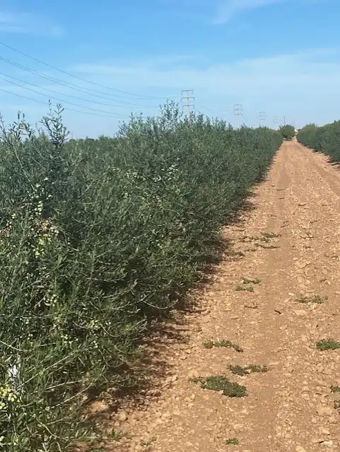 Terreno rustico in vendita a Calle García Pavón, imagen 2
