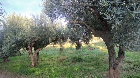 Photo 3 of Country house for sale in Mas Trader - Corral d'En Tort - Corral d'En Cona, Barcelona