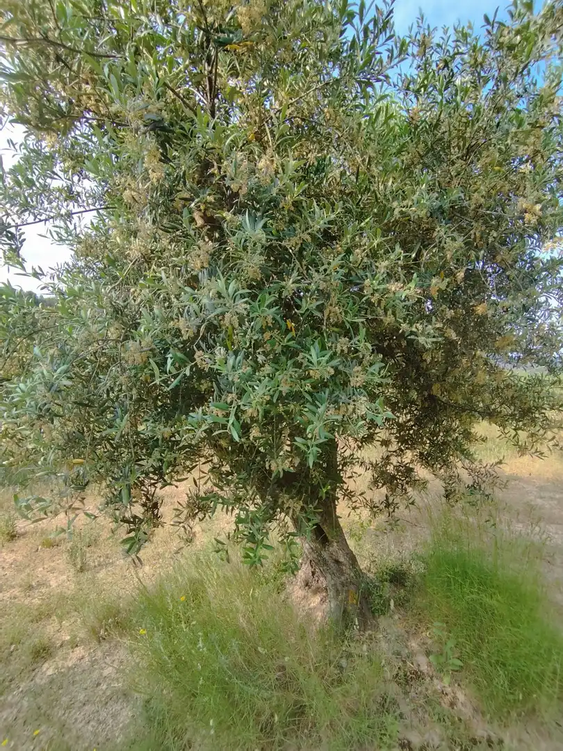 Jardí de Casa o xalet en venda en Cervià de Les Garrigues amb Traster