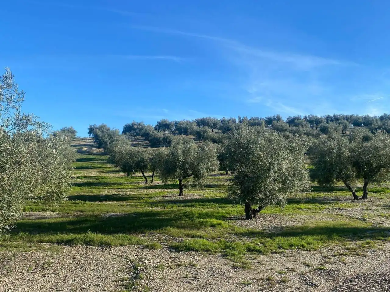 Terreni e lotti in vendita a Camino Porcuna, imagen 2