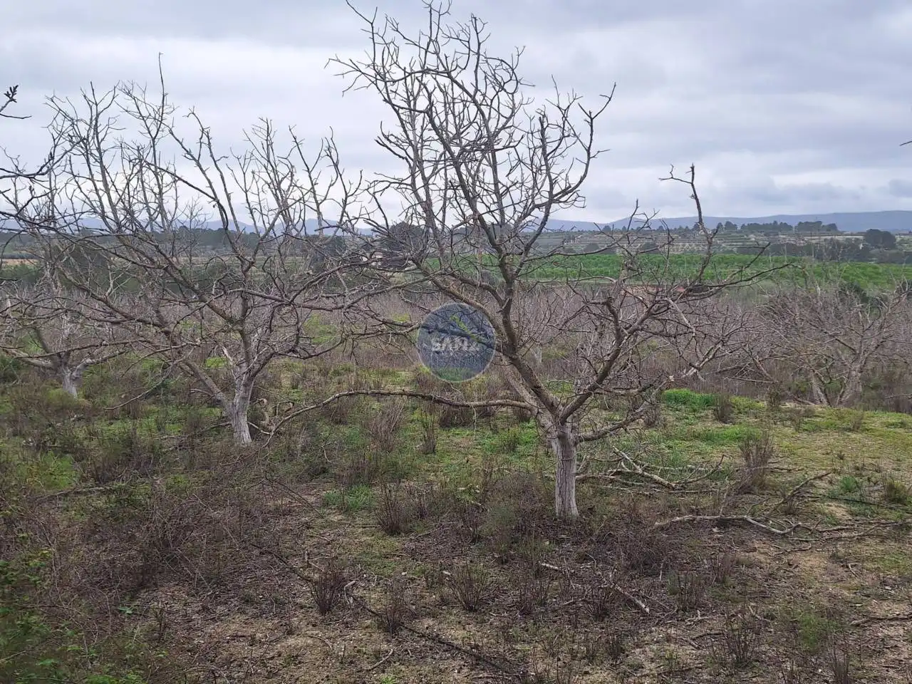 Terreny rústic en venda a Pda Barranc de l´Algar, imagen 4