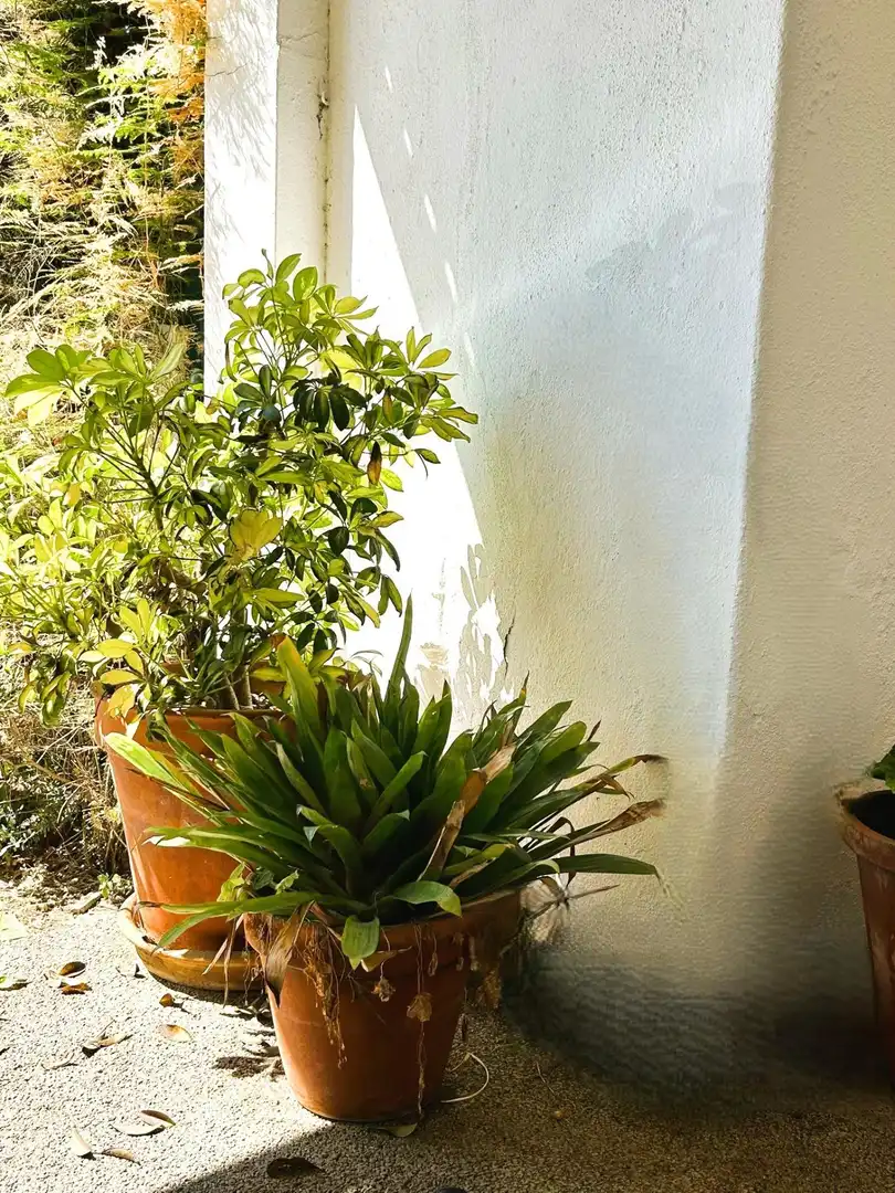 Jardí de Finca rústica en venda en Estepona amb Jardí privat, Terrassa i Piscina