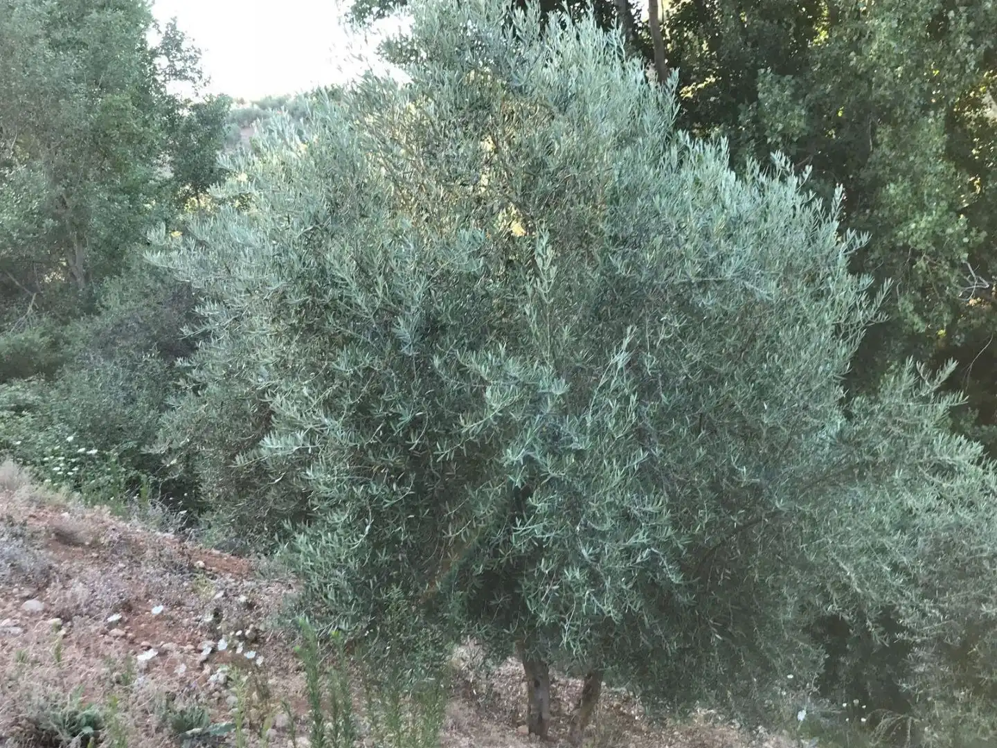 Jardín de Terreno en venta en Deifontes