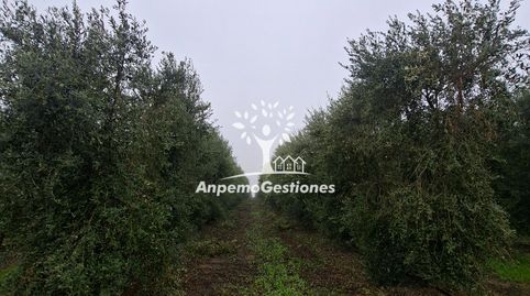 Finca olivar superintensivo. 13 hectáreas