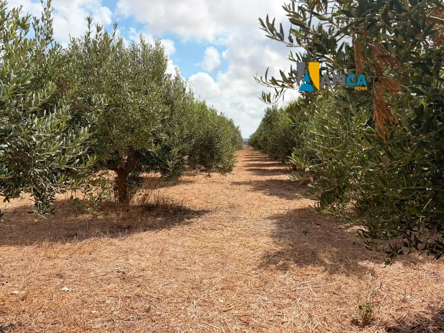 Rural land for sale in Los Franceses – La Vega, imagen 6