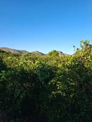 Terrain rustique à vendre à Terrenos MARXUQUERA  ALTA, imagen 5