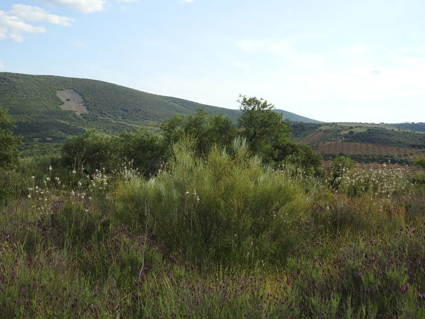Land for sale in Belvís de la Jara