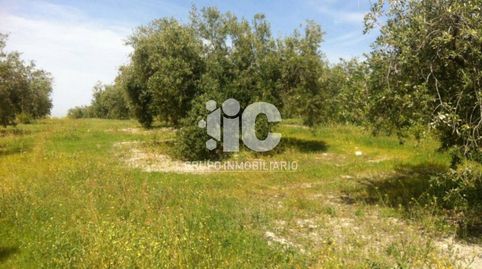 Venta de finca rústica en Baena