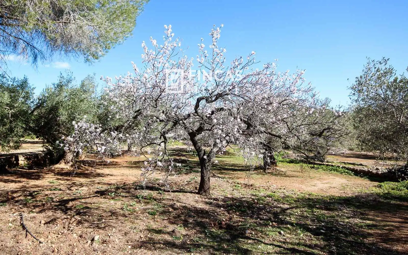Jardí de Finca rústica en venda en Camarles amb Terrassa i Moblat