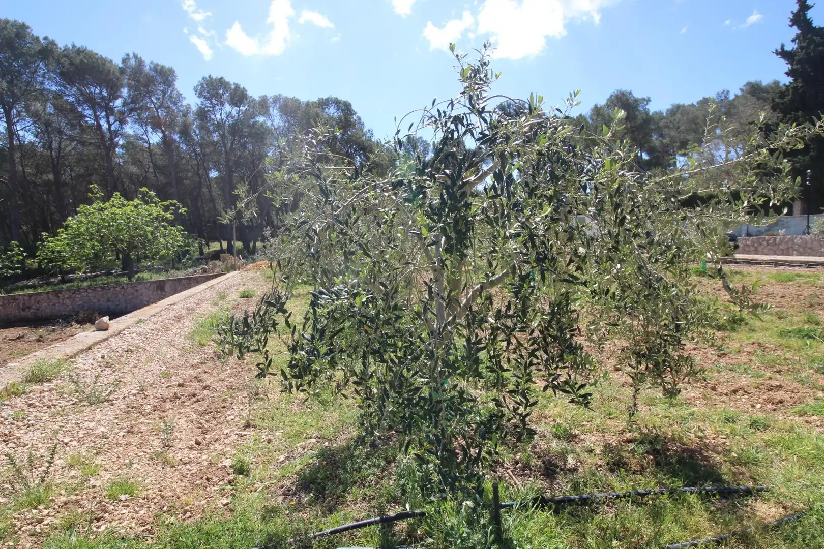 Casa o xalet de lloguer en Canyelles amb Aire condicionat, Calefacció i Jardí privat