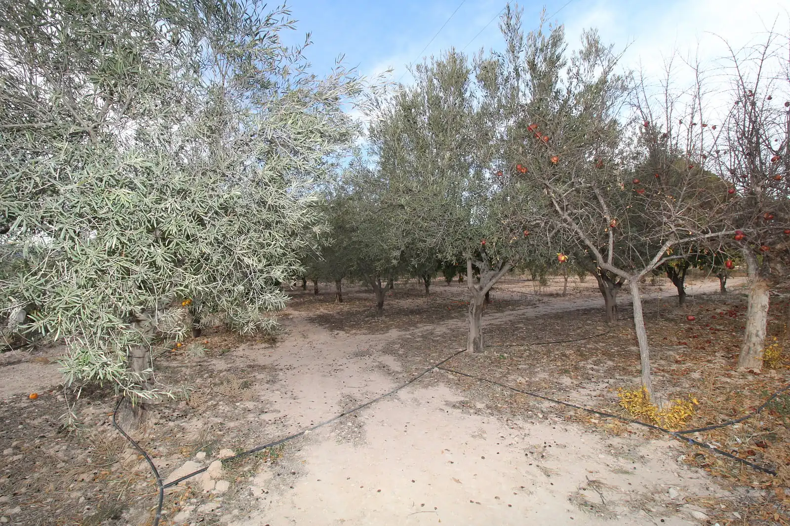 Casa amb terrassa en venda a Campo Alto - Club de Campo, imagen 20
