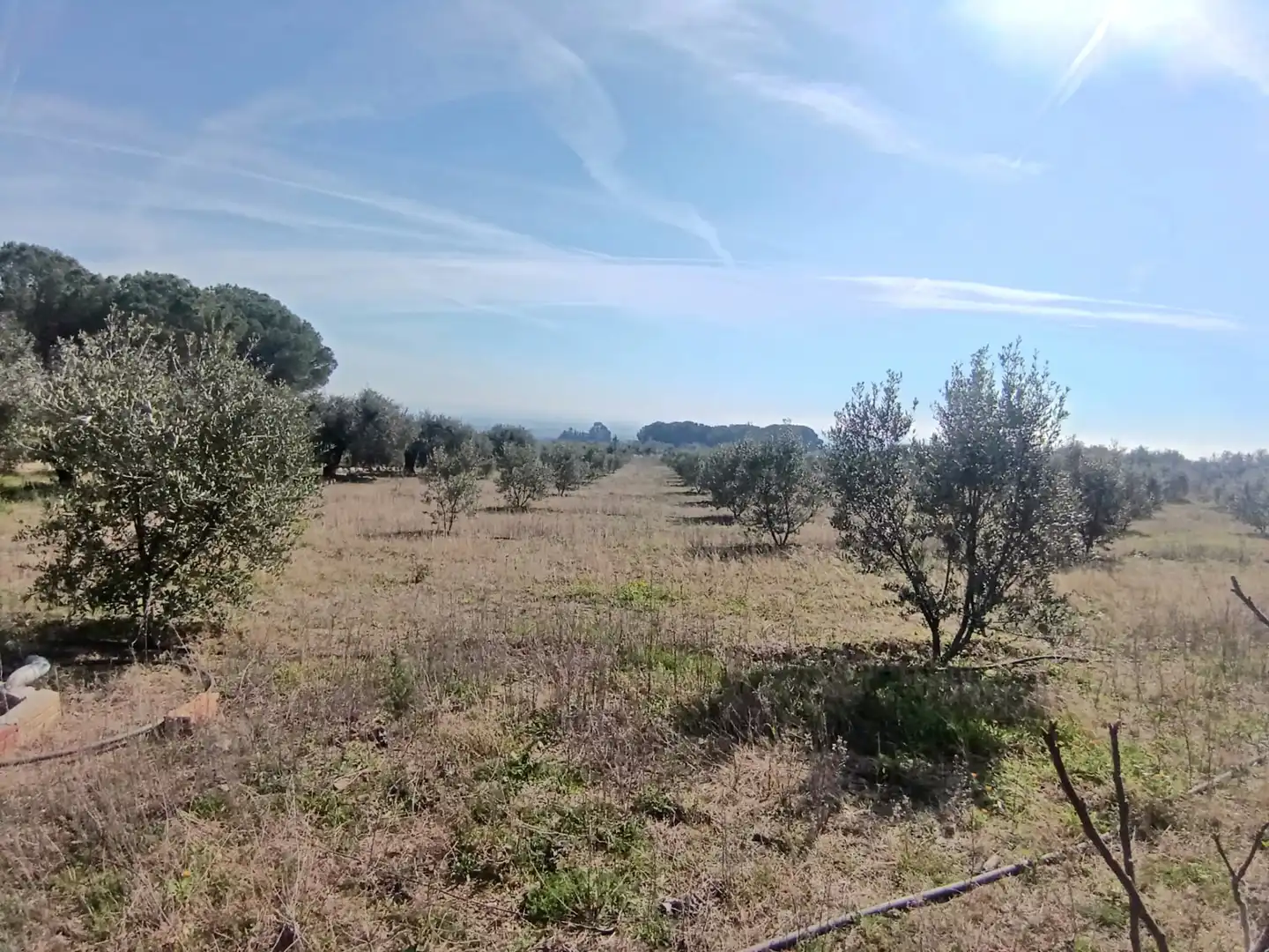 Terrain rustique à vendre à La Selva del Camp, imagen 12