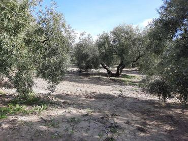 Terreny rústic en venda a Rute