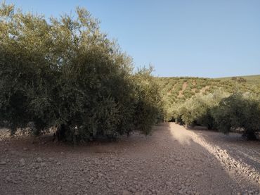 Terreno rustico in vendita a Cabra