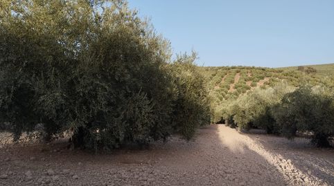 OLIVAR ENTRE CABRA Y EL LLANO DEL ESPINAR