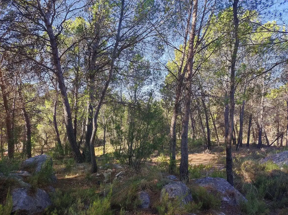 Finca rústica en venda en Tobarra amb Jardí privat, Terrassa i Traster