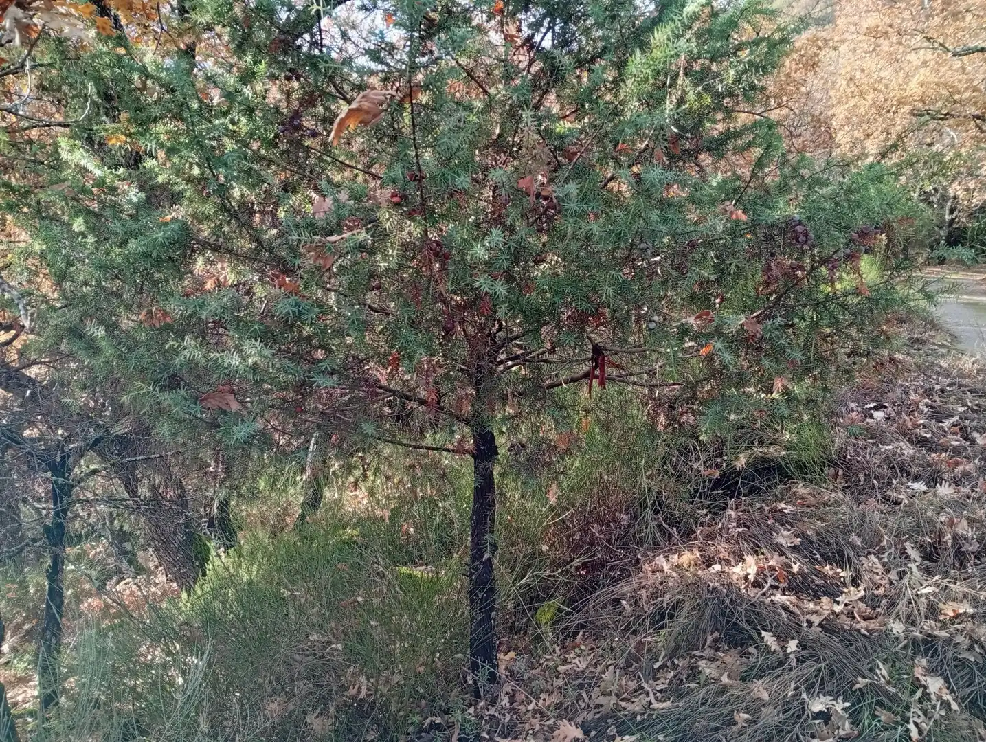Terreni e lotti in vendita a Villanueva de la Vera, imagen 17