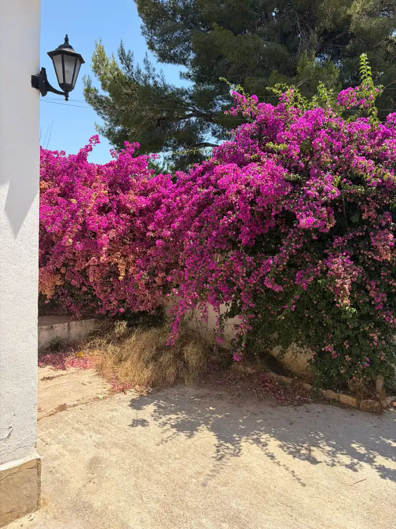 Jardín de Casa o chalet en venta en La Pobla de Montornès   con Aire acondicionado, Calefacción y Jardín privado