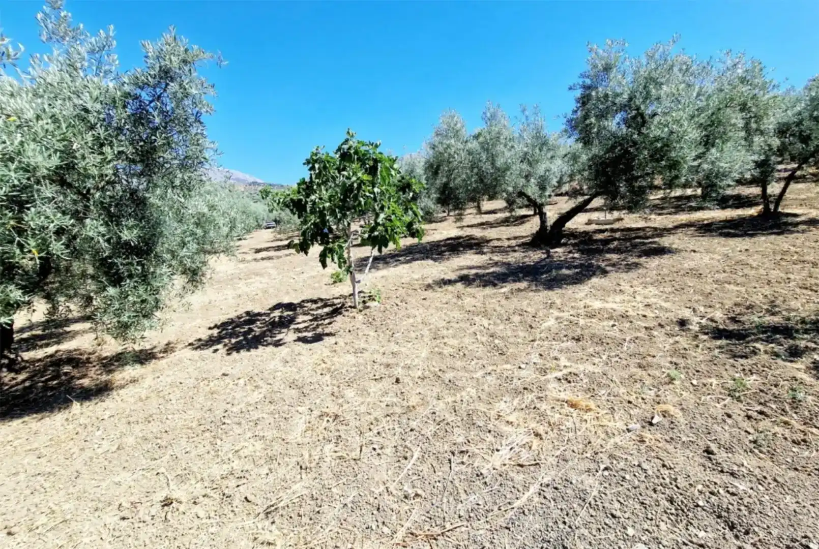 Casa o chalet de alquiler en Riogordo con Jardín privado