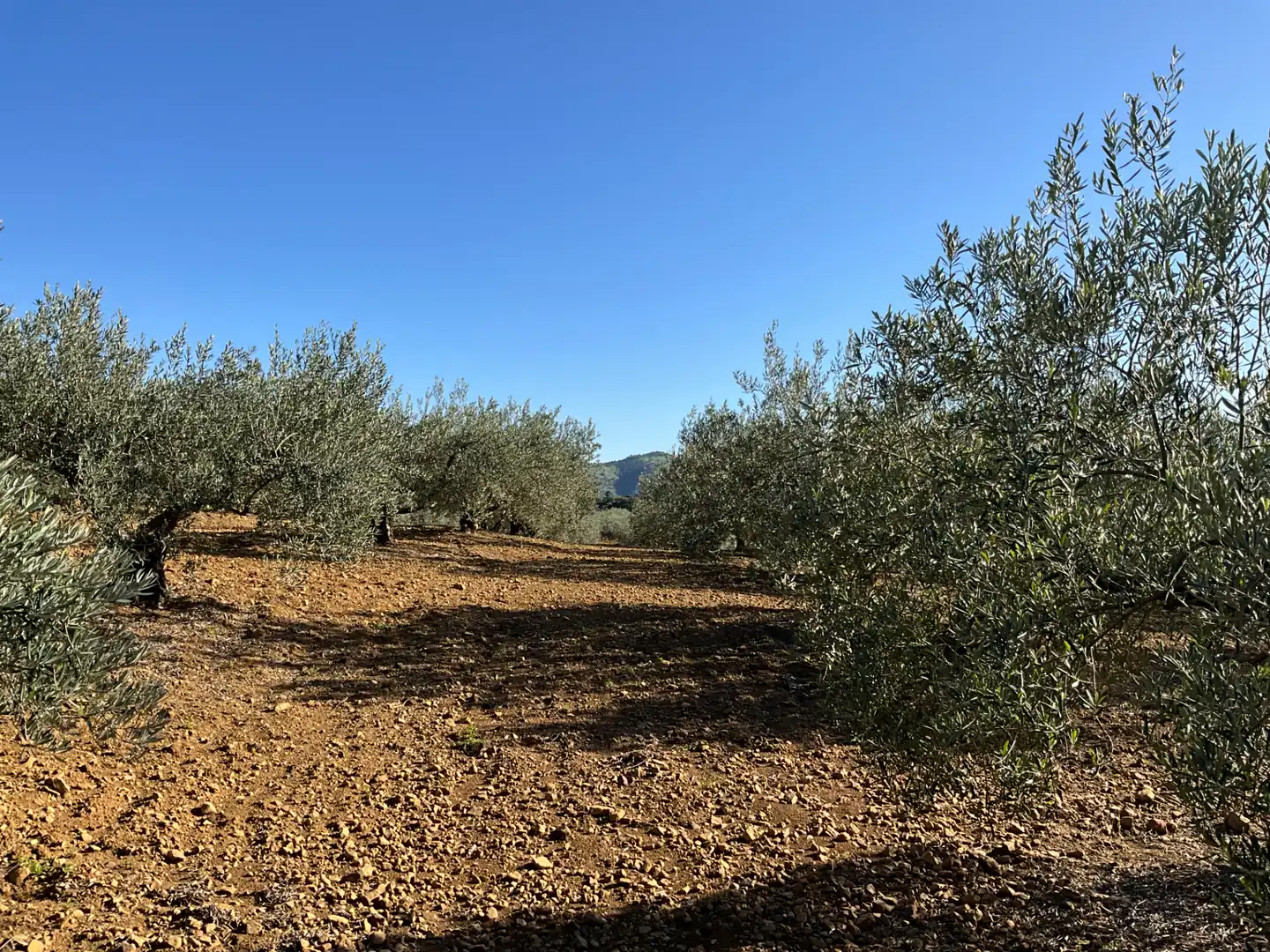 Terreno en venta en Alozaina