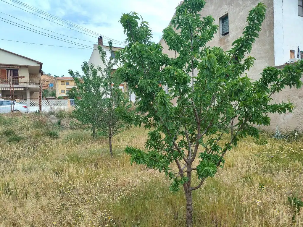 Terreni e lotti in vendita a Valjunquera, imagen 3