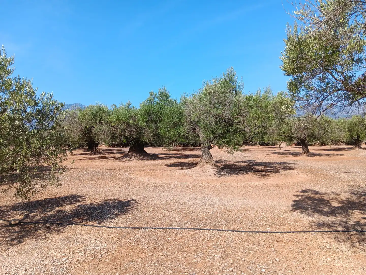 Lands and plots for sale in Roquetes, imagen 25