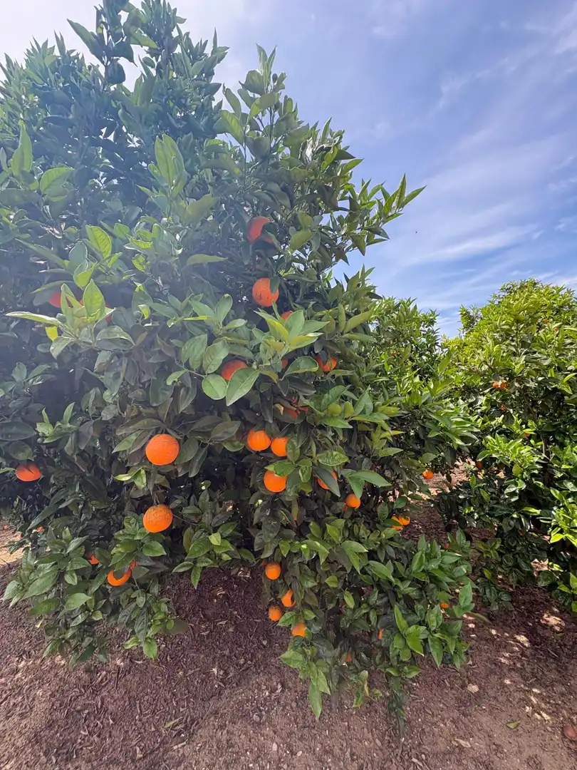 Garden of Country homes for sale in Alzira  with Private garden, Terrace and Swimming Pool