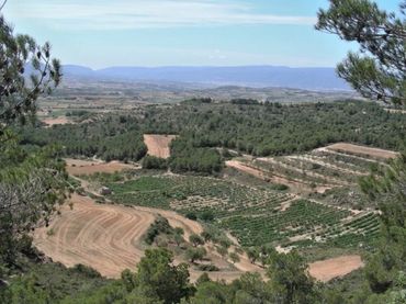 Terreno rustico in vendita a Carrer Anton Serra 2