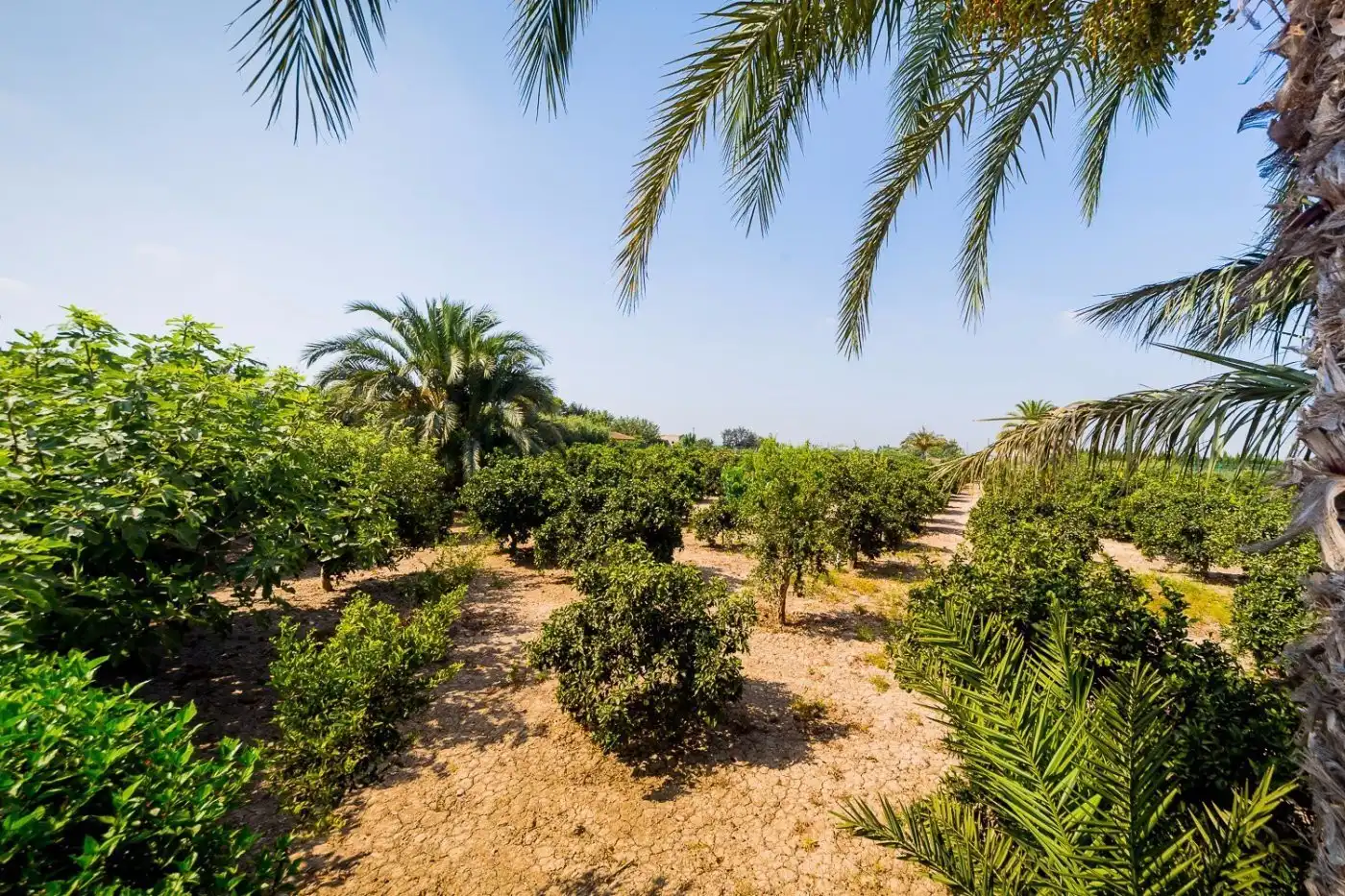 Finca rústica en venta en N/A, -1, Almoradí