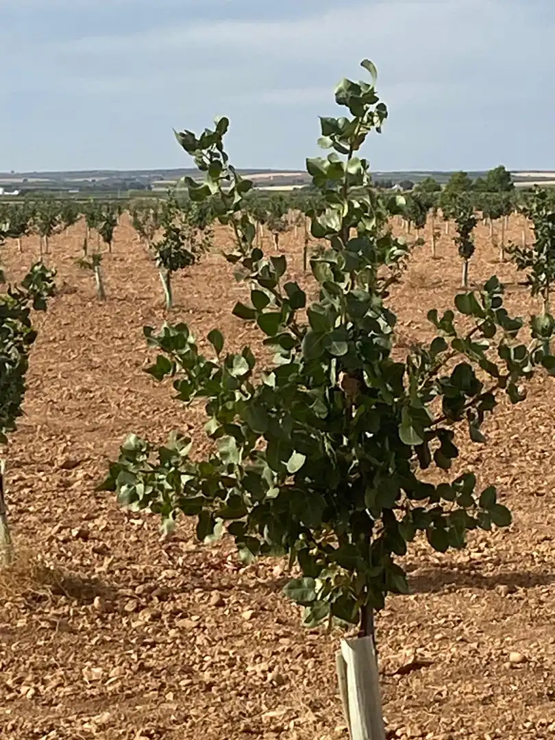 Terreno rustico in vendita a Calle García Pavón, imagen 18