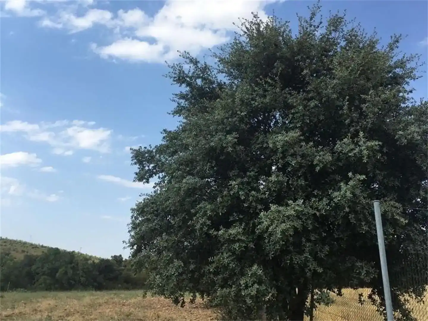 Land for sale in Hontanar