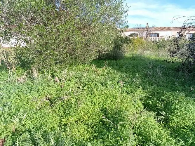 Terreny rústic en venda a Ses Salines Poble, imagen 5