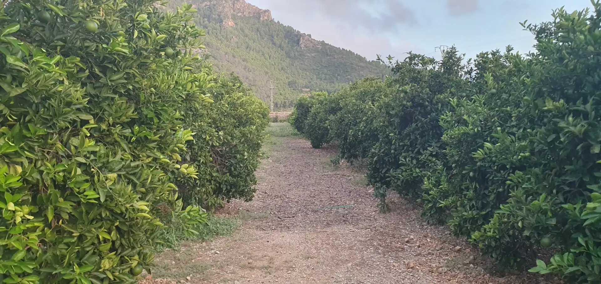 Terreny rústic en venda a Camí Sanchis, imagen 3