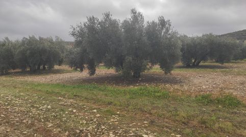 7 FANEGAS DE OLIVAR MAS CASA DE RECREO, immagine 4
