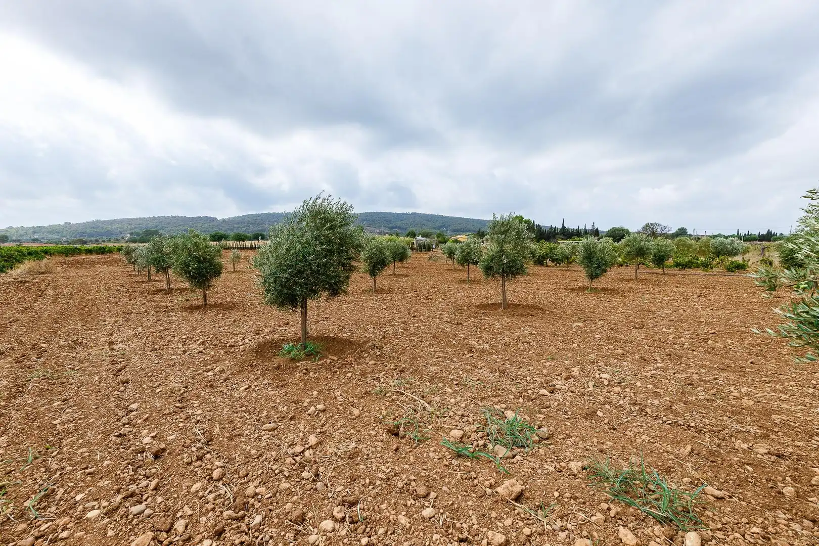 Terreny rústic en venda a Santa Eugènia, imagen 20
