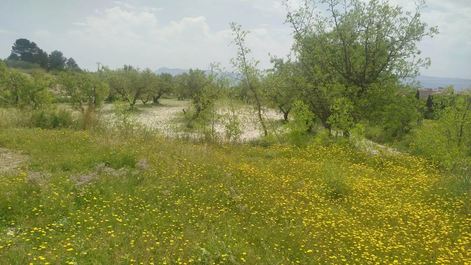 Terreno residencial en venta en L'Olleria, imagen 11