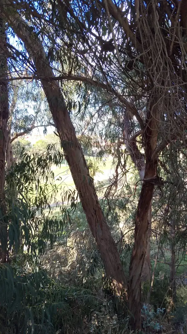 Jardí de Dúplex en venda en Islantilla amb Jardí privat, Terrassa i Traster